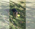 Small Australian Shepherd-German Shepherd Dog Mix
