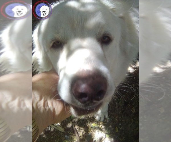 Medium Photo #1 Great Pyrenees Puppy For Sale in Spring, TX, USA