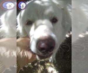 Great Pyrenees Dogs for adoption in Spring, TX, USA