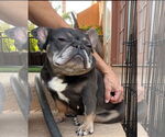 Small #1 French Bulldog
