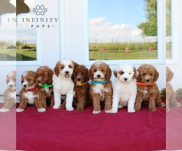 Medium Photo #2 Goldendoodle (Miniature) Puppy For Sale in GORDONVILLE, PA, USA