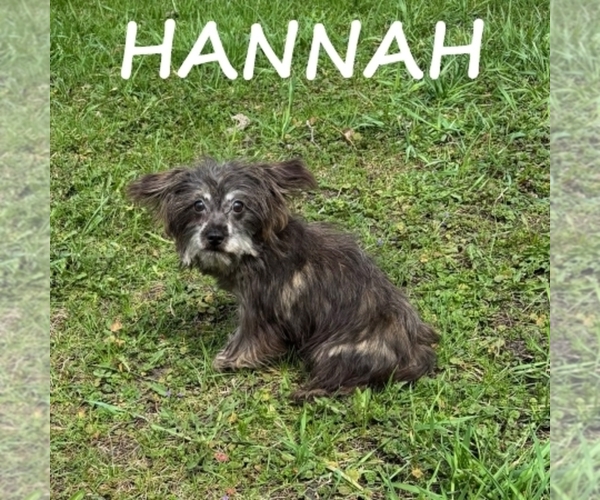 Medium Photo #2 Snorkie Puppy For Sale in HARTLAND, MN, USA