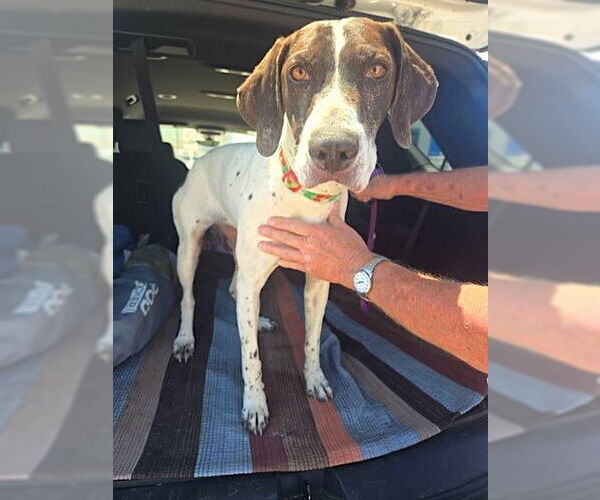 Medium Photo #4 German Shorthaired Pointer Puppy For Sale in Menlo Park, CA, USA