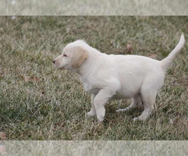Medium Photo #10 Labradoodle Puppy For Sale in MEMPHIS, MO, USA