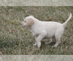 Small Photo #10 Labradoodle Puppy For Sale in MEMPHIS, MO, USA
