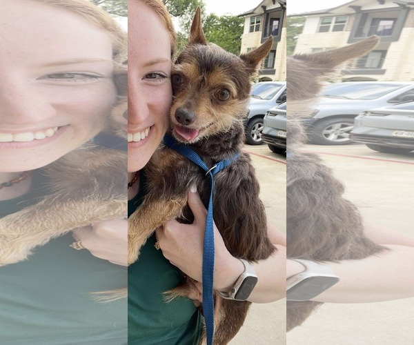 Medium Photo #3 Mutt Puppy For Sale in Dallas, TX, USA
