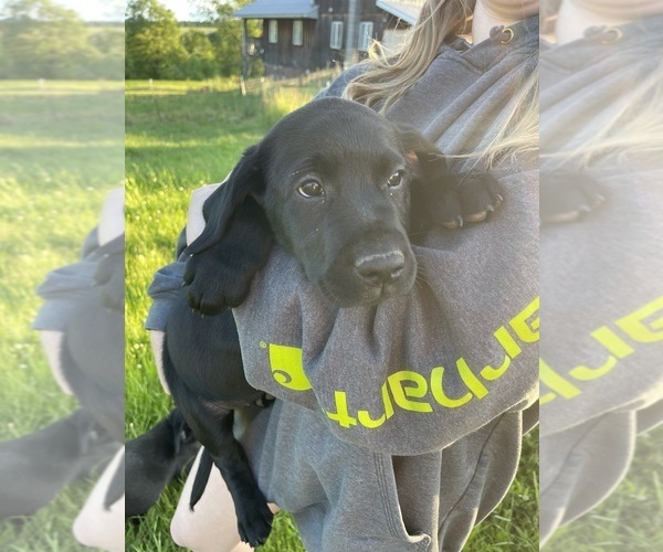 Medium Photo #3 Labrador Retriever Puppy For Sale in TROUT RUN, PA, USA
