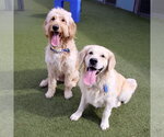 Small Photo #3 Golden Retriever Puppy For Sale in Glendale , AZ, USA
