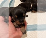 Small #4 Rottweiler