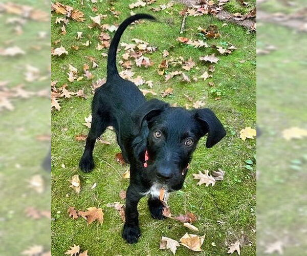 Medium Photo #1 Mutt Puppy For Sale in Minneapolis, MN, USA