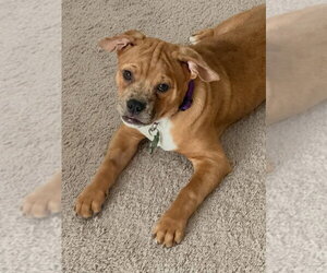 Mutt Dogs for adoption in Las Vegas, NV, USA