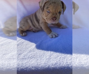 Olde English Bulldogge Puppy for sale in BEECH GROVE, IN, USA