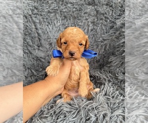 Poodle (Toy) Puppy for sale in JEFFERSONVILLE, IN, USA