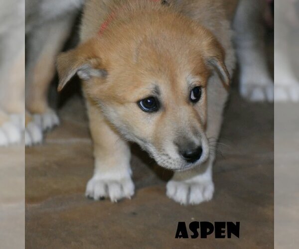 Medium Photo #1 Mutt Puppy For Sale in Vail, AZ, USA
