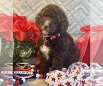 Small #1 F2 Aussiedoodle