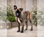 Small #2 German Shepherd Dog Mix