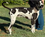 Small Photo #1  Puppy For Sale in , 