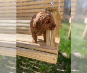 Goldendoodle Puppy for sale in SPENCER, TN, USA