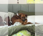 Small #2 Australian Shepherd Mix