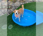 Small #4 Great Pyrenees