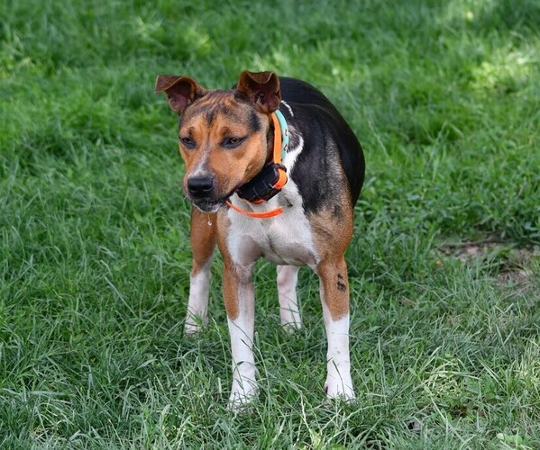 Medium Photo #1 Rat Terrier Puppy For Sale in PETERSBURG, PA, USA