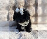 Small #2 Poodle (Toy)