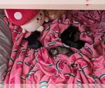 Small Photo #20 Schnauzer (Miniature) Puppy For Sale in LEHIGH ACRES, FL, USA