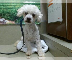 Poodle (Toy) Dogs for adoption in Moreno Valley, CA, USA