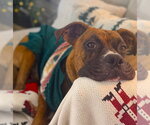 Small #3 Boxer