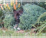 Small #13 Gerberian Shepsky