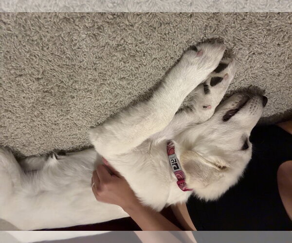 Medium Photo #4 Great Pyrenees Puppy For Sale in Houston, TX, USA