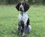Small Photo #1 English Springer Spaniel Puppy For Sale in EASTMAN, GA, USA