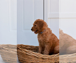 Small Photo #2 Goldendoodle Puppy For Sale in MIAMI, FL, USA