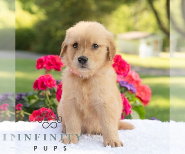 Medium Photo #5 Golden Retriever Puppy For Sale in NEWPORT, PA, USA