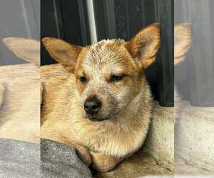 Louise - Female Mutt Dog for Adoption - Photo #8