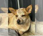 Small Photo #8 Mutt Puppy For Sale in Highland, IL, USA