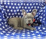 Small Photo #4 French Bulldog Puppy For Sale in STEVENS, PA, USA