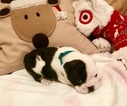 Small Photo #3 Bulldog Puppy For Sale in PEACHLAND, NC, USA
