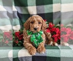 Small Photo #8 Goldendoodle (Miniature) Puppy For Sale in NOTTINGHAM, PA, USA