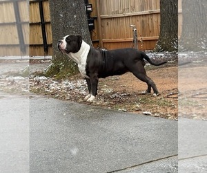 Mother of the American Bully puppies born on 04/14/2025
