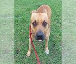 Small American Staffordshire Terrier