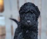 Puppy Puppy 7 Bernedoodle