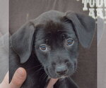 Small Photo #2 Border Collie-Unknown Mix Puppy For Sale in Huntley, IL, USA