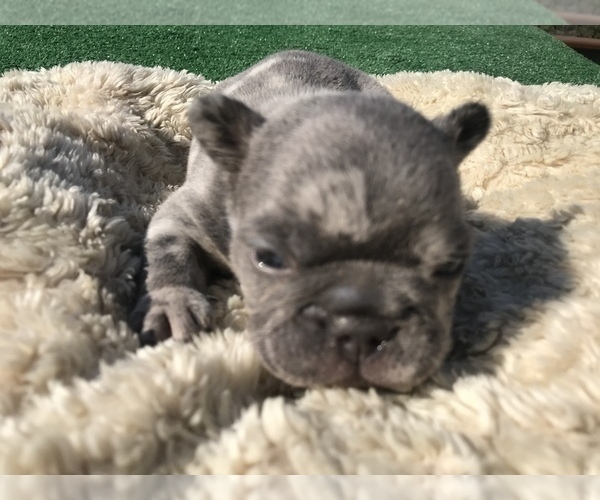 Medium Photo #47 French Bulldog Puppy For Sale in PLACERVILLE, CA, USA