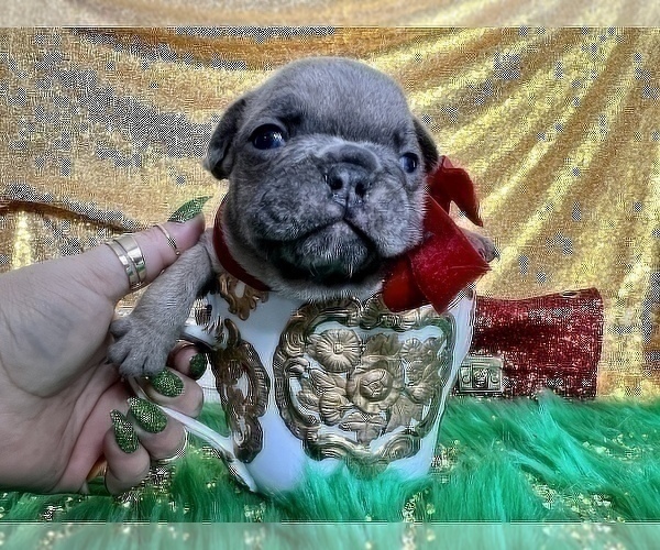 Medium Photo #102 French Bulldog Puppy For Sale in HAYWARD, CA, USA