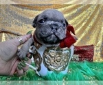Small Photo #102 French Bulldog Puppy For Sale in HAYWARD, CA, USA
