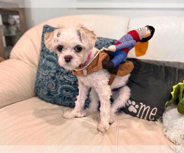 Medium Photo #3 Mal-Shi Puppy For Sale in Salt Lake City, UT, USA