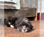 Small Photo #4 Havanese Puppy For Sale in MISHAWAKA, IN, USA