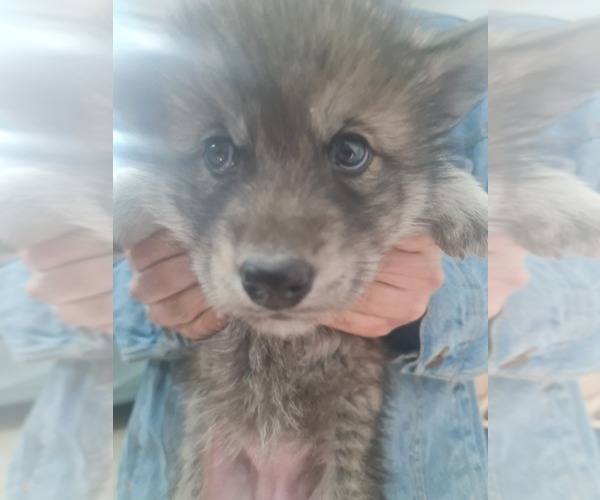 Medium Photo #11 Wolf Hybrid Puppy For Sale in DALTON, OH, USA