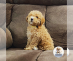 Small Photo #3 Poodle (Miniature) Puppy For Sale in BERLIN, NJ, USA